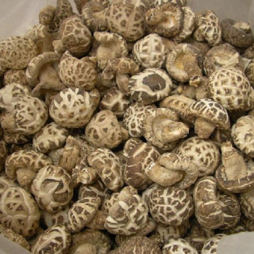 香菇