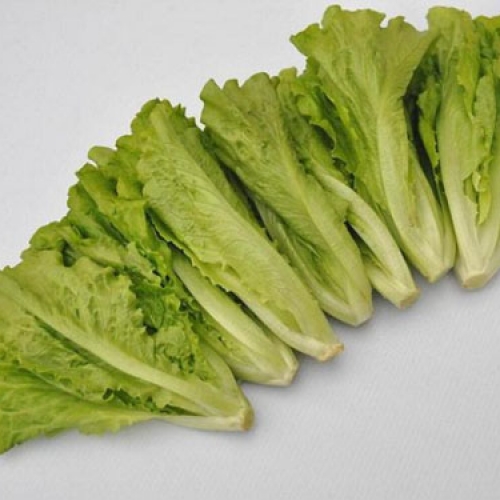 生菜